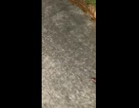 Cockroach runs towards guy sidewalk scream