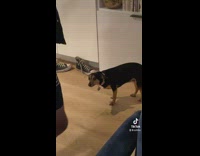 Group of guys in house dancing black dog in corner of room