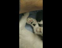 Guy pets black white cat purrs stretches 