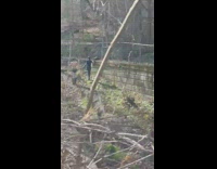 Models pose with leash in the cold 