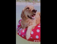 Golden retriever dog red polka dot float 