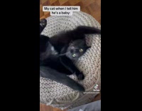 Collab Clips MPUGC - Cat called baby goes crazy 