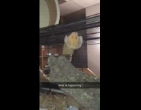 Brown white hamster climbs black cage roof