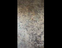 Black french bulldog with googly eye to replace missing eye 