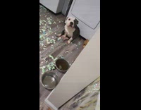 Guy scolds dog for destroying bed 