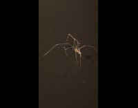 Spider drinking from water droplet 