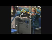 Lady on train subway with four blue yellow parrots birds exotic