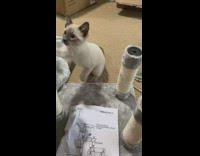 Siamese kitten grey cat tower instructions paper 