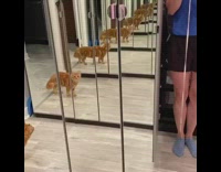 Orange cat looks for girl mirror closet 