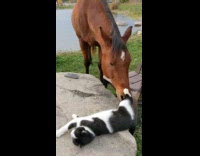 Horse sniff cat lie down on rock