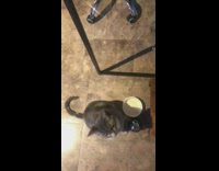 Cat ring bell to ask for treats