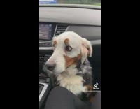 White dog in car looking around with wide eyes nervous 