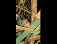 Frog on plant bubble chin make noises