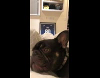 Black brown french bulldog dog eats bed 