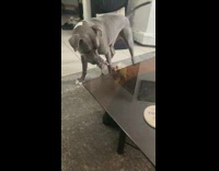 Grey dog brown puppy play rope toy 