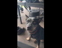 Dog near table stares at the filmer