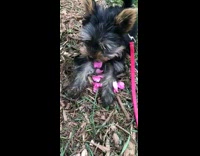 Small dog bites pink flower petals grass