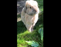 Brown bunny rabbit eats spinach leaves grass