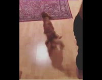 Brown dog runs away from hairdryer hides under pillows on couch