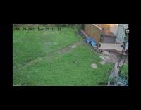 Fox stole shoe caught in cctv backyard