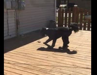 Dog smells and gets scared of leaf