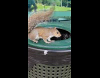 Wild Squirrel on the Trash bin produces weird sounds Part 2