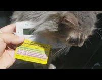 Geiger counter shows cat is very radioactive