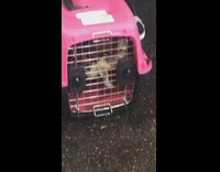 Woman carries pet turtle inside a pink cage on subway train