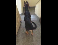 German shepherd puppy dog wags tail stairs 