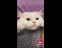 White cat skincare face mask grey blanket 