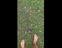 Small possum follows and climbs filmers leg