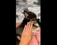 Collab ClipsIG - Dog in deep sleep hooman thought its dead 