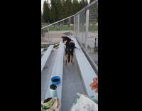 Large black brown dog walks backwards bleachers 
