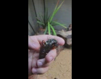 Guy hold tomato worm moth hatch from shell