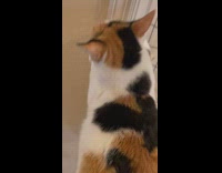 Cat hanging onto door doesnt want to shower