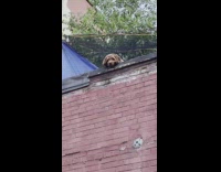 Brown dog on rooftop barks at corgi on a walk 