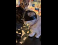 Filmer puts batman mask on the cat
