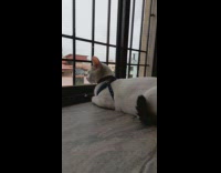 White cat looking out window meows 