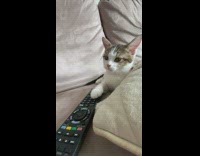 Little kitten on remote lets out a yawn 