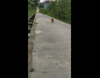 Cats run down sidewalk outside to person