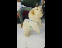 Brown dog jumps tries to bite pen 