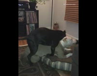 Black dog humping white and grey dog in doggy bed