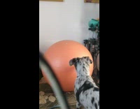 Dog bites ball bounces back from wall