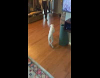 Dog excited licks woman in face