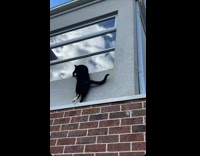 Black cat walks and climbs across second floor brick wall 