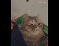 Brown cat tucked in blue blanket spinner 