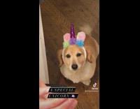 Dog wears unicorn headband 