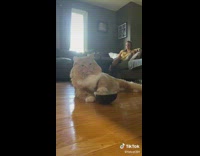 Fluffy cat moves bowl wanting food 