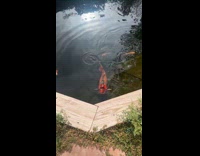 Woman petting koi fish on pond 