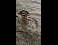 Bengal cat under blanket show its face
